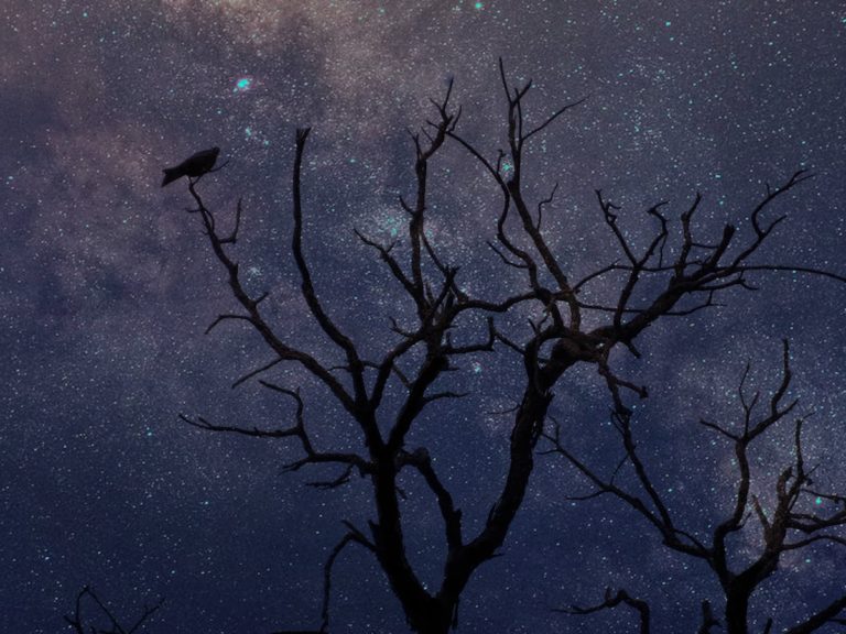 crow-on-tree-with-milky-way