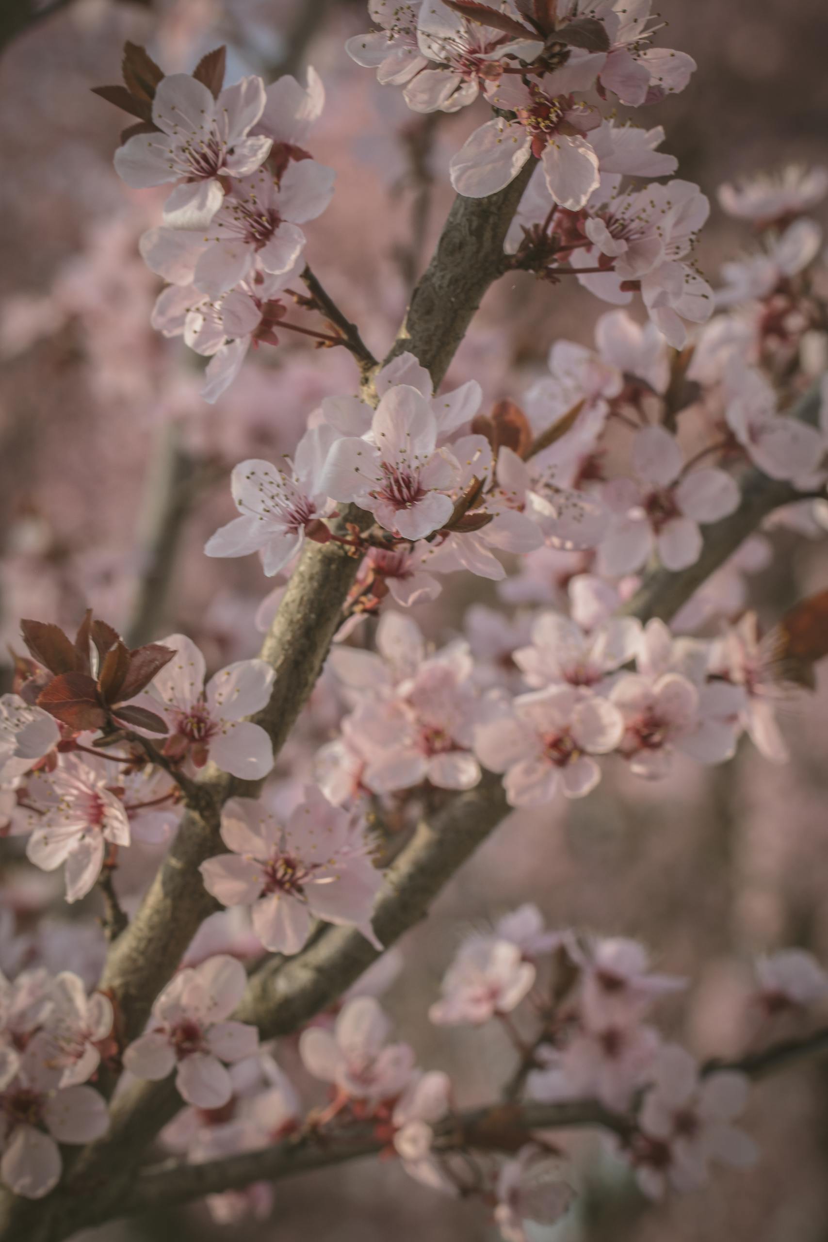 Close-up shot of blooming cherry blossoms on a branch, capturing the essence of spring.