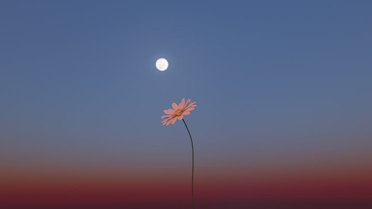 A single flower under the moon in a minimalist night sky, serene and artistic.