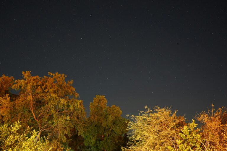 Autumn trees with starry sky