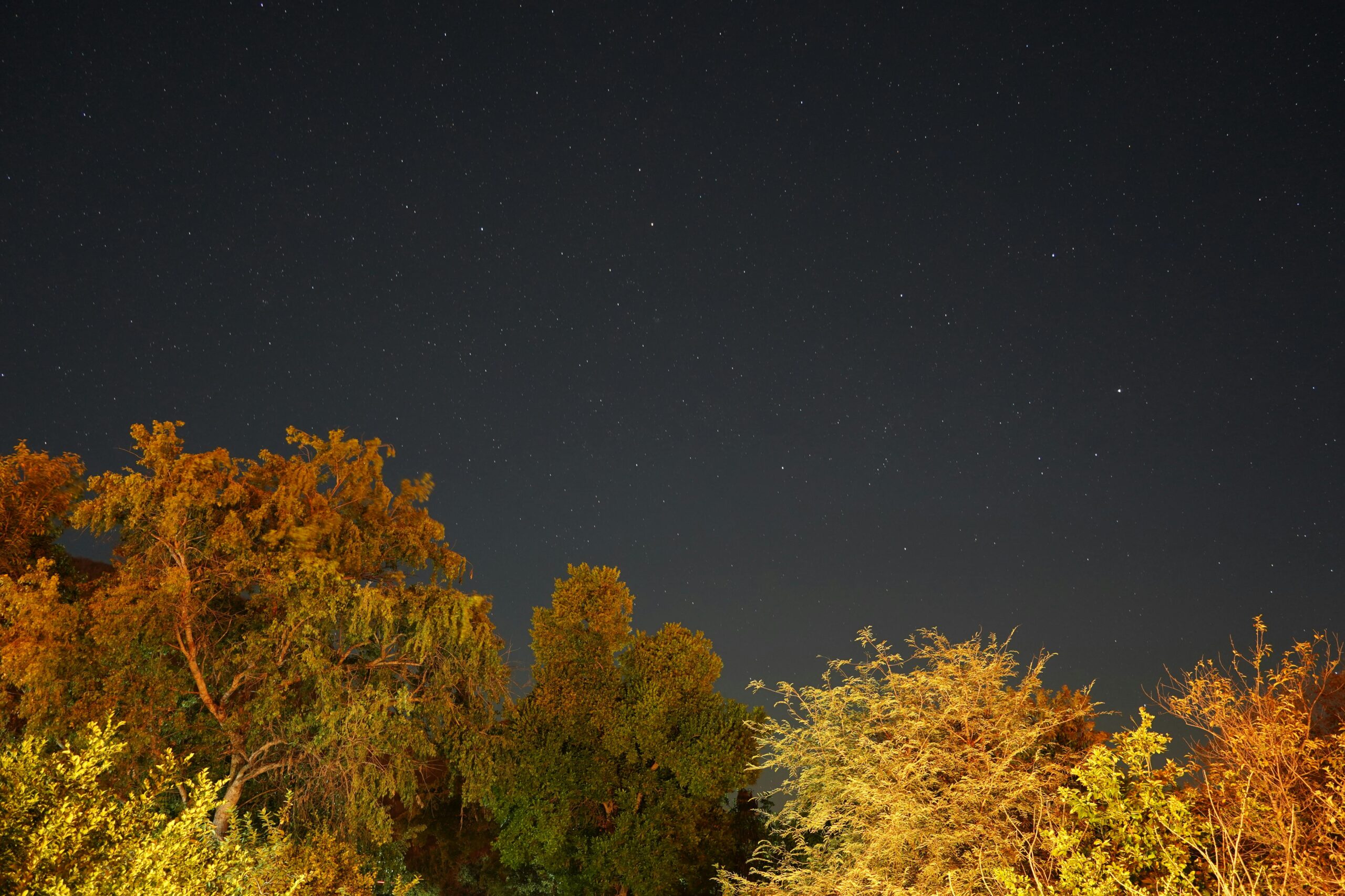 Autumn trees with starry sky