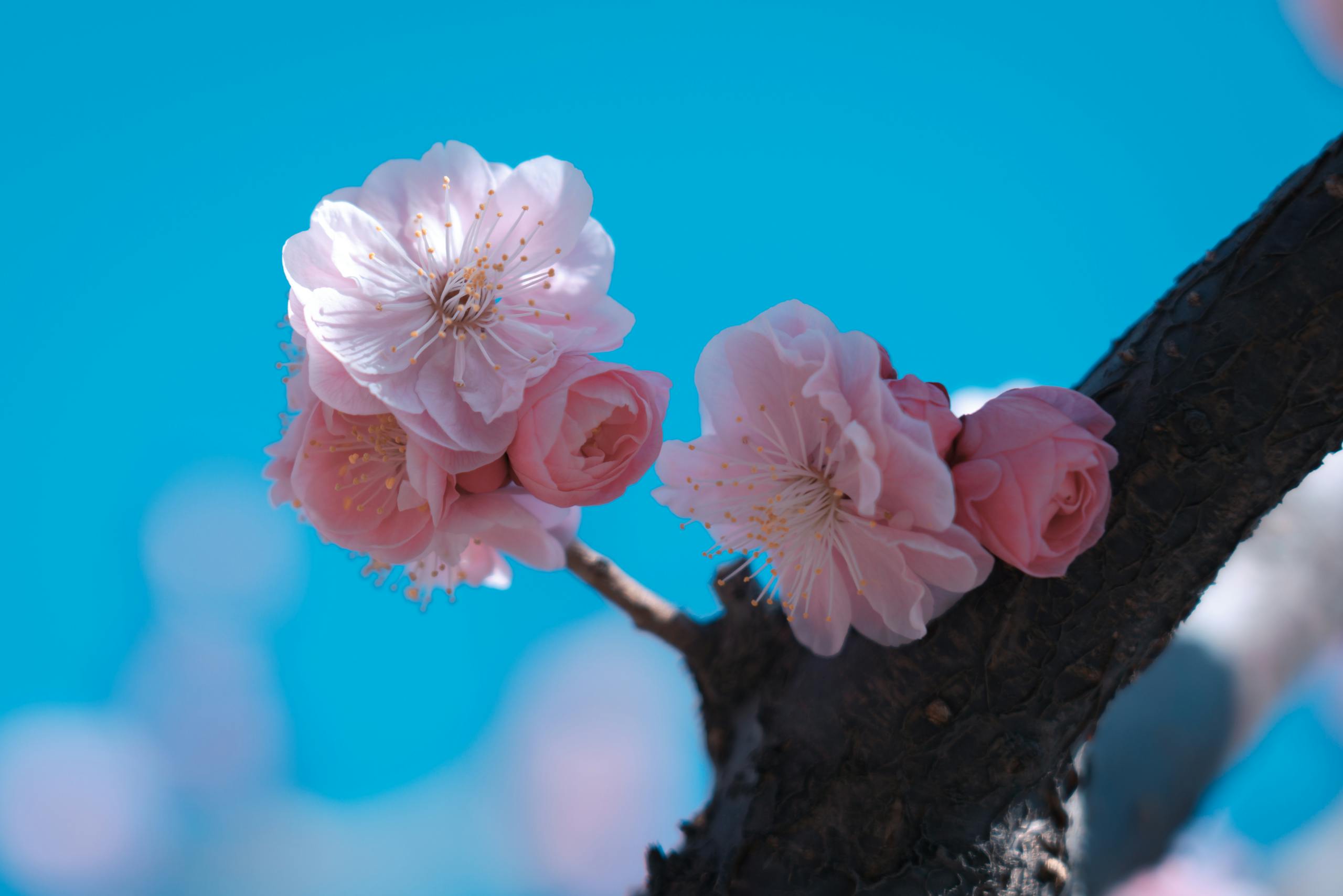 Close-up of pink cherry blossoms blooming on a branch against a vivid blue sky.