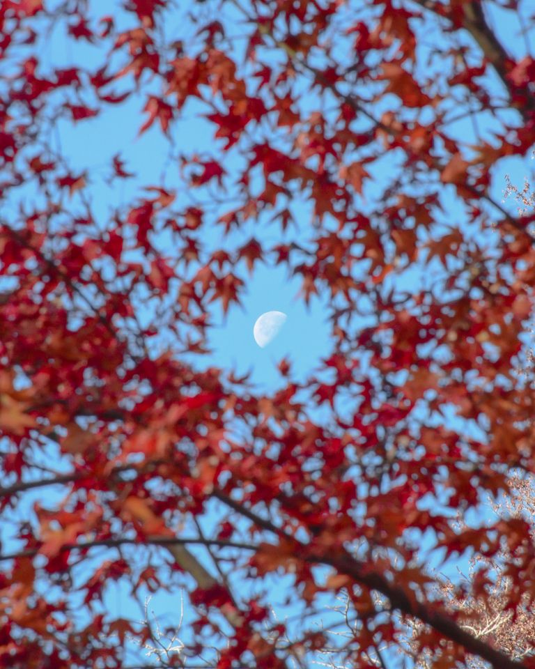 Vibrant autumn leaves with a daytime moon in Hachioji, Tokyo. Captivating fall scenery.
